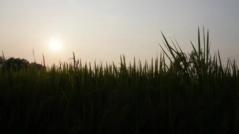 Sunset over tall rice plants Stock-Footage 329375006