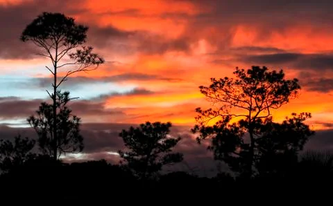 Sunset over tall trees in Belize Stock Photos
