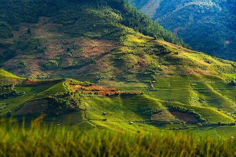 Sunset over Terraced rice fields, Mu Cang Chai, Yen Bai, Vietnam Stock Photos