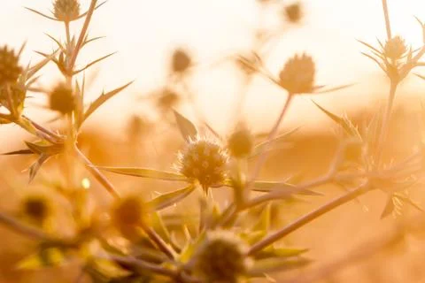 Sunset over thorns Stock Photos