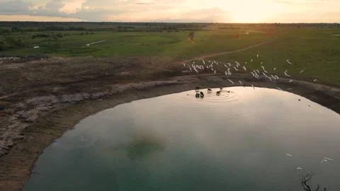 Sunset over a tranquil pond with birds in Casanare Stock-Footage 330516876