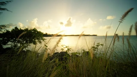 A sunset over a tranquil water body with swaying tall grass Stock Footage 313824712