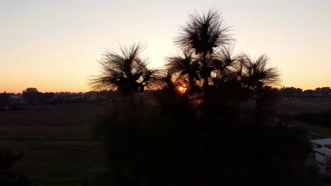 A sunset over a tree and sunrays Video stock 169716292