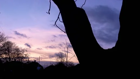 Sunset over the tree. Lockdown 2021 looking forward Stock Footage 147751441