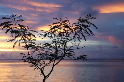 Sunset over the tree Stock Photos