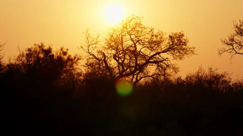 Sunset Over Tree Silhouettes, South Africa Stock Footage 234139974