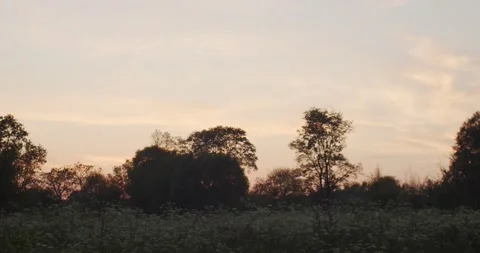 Sunset Over Trees And Flower Meadow Nature Background. Silhouettes Of Trees And Stock Footage 139191123