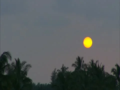 Sunset over Trees Stock-Footage 22243650