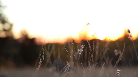 Sunset Over Trees Video stock 39421546