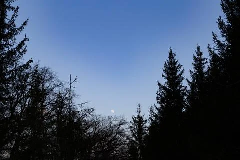 Sunset over trees in a forest showcasing the moon rising in the evening sky.. Foto stock