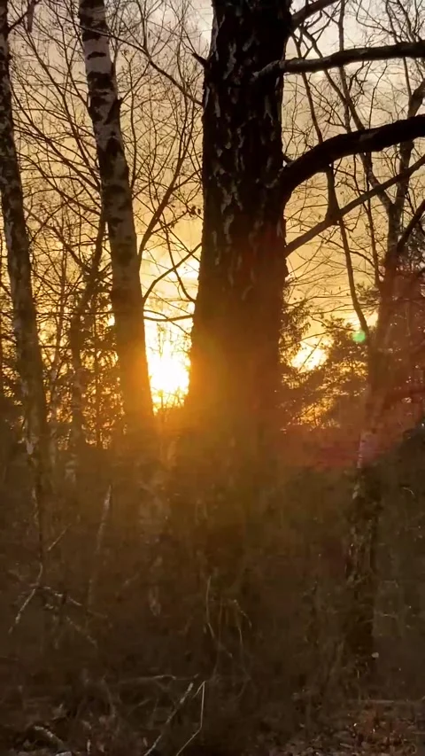 Sunset over trees in forest, spring time Stock Footage 273864521