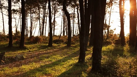 Sunset over a trees landscape Stock Footage 99118081