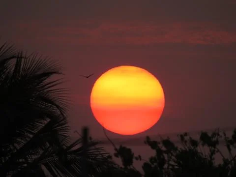 Sunset over the trees Stock Photos