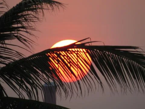 Sunset over the trees Stock Photos