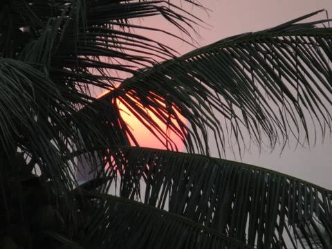 Sunset over the trees Stock Photos