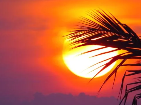 Sunset over the trees Stock Photos