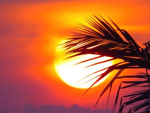 Sunset over the trees Stock Photos