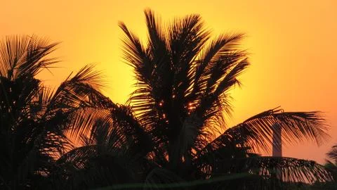 Sunset over the trees Stock Photos