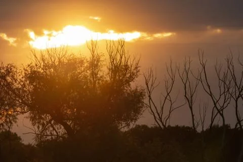 Sunset over trees Stock Photos