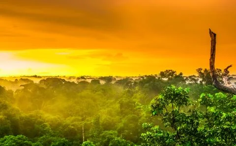 Sunset over the trees of the rain forest in Brazil Stock Photos
