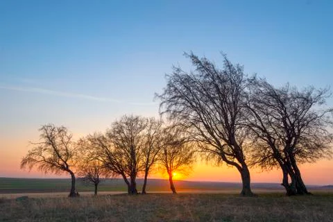 Sunset over trees in the summer time Stock Photos
