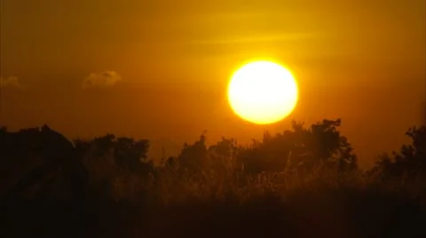 Sunset Over Treetops of Forest Video Video stock 12761597