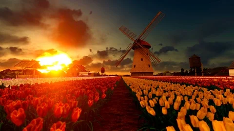 Sunset over tulip field and old windmill Stock Footage 88984186