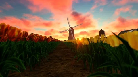 Sunset over tulip field Stock Footage 111190649