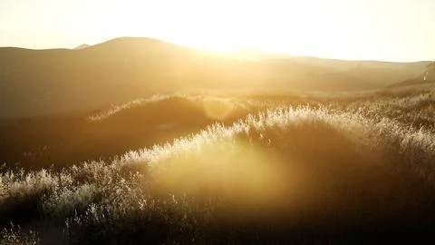 Sunset over the Valley Fields Stock Illustration