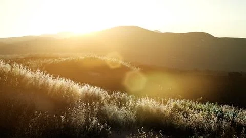 Sunset over the Valley Fields Stock Illustration