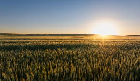 Sunset over a vast wheat field Stock Photos