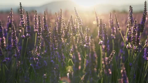 Sunset Over Vibrant Lavender Field in Provence, France. Lavender Blooms in the 库存影片 305490405