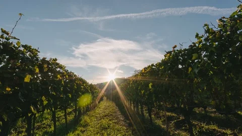 Sunset over Vineyard fields in Tuscany Italy while clouds and sun are passing by Stock-Footage 99786812