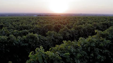 Sunset over the vineyard Видео 161465540