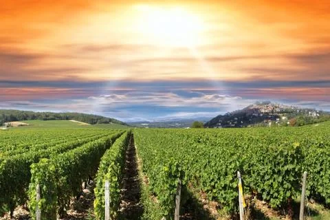 Sunset over a vineyard Stock Photos
