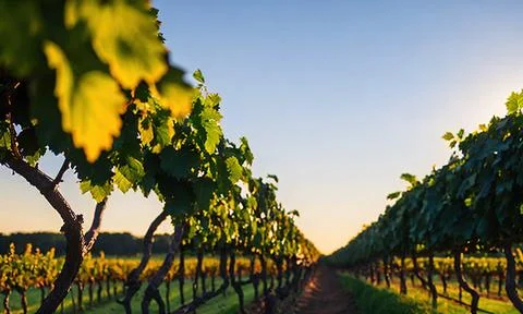Sunset over the vineyard Stock Photos