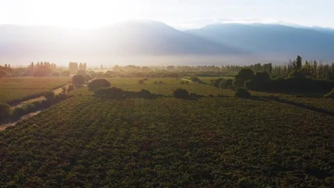 Sunset Over Vineyards in Cafayate Wine Region Argentina Stock Footage 332229587