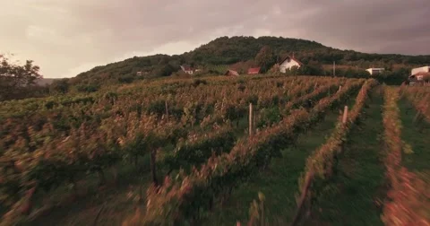 Sunset over vineyards Video stock 68171103
