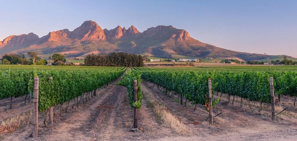 Sunset over vineyards Stock Photos