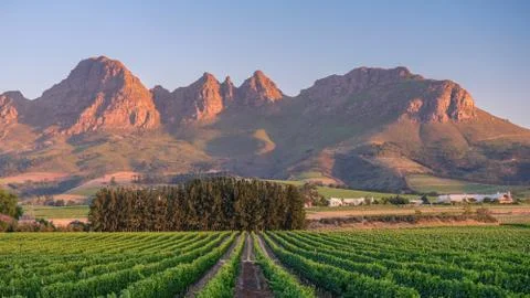 Sunset over vineyards Stock Photos
