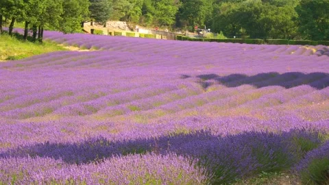 Sunset over a violet lavender field .Valensole lavender fields, Provence, France Stock Footage 217441518