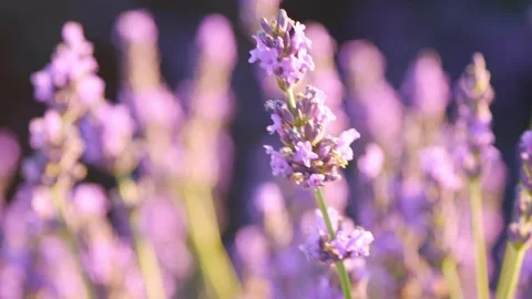 Sunset over a violet lavender field .Valensole lavender fields, Provence, France Stock Footage 241547506