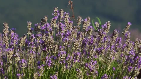 Sunset over a violet lavender field in Ukraine Stock Footage 257228889