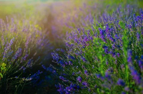 Sunset over a violet lavender field in Provence,Hokkaido Stock Photos