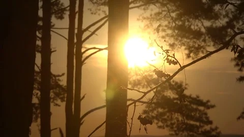 Sunset over the water, Backlight through tree  Stock-Footage 77467397