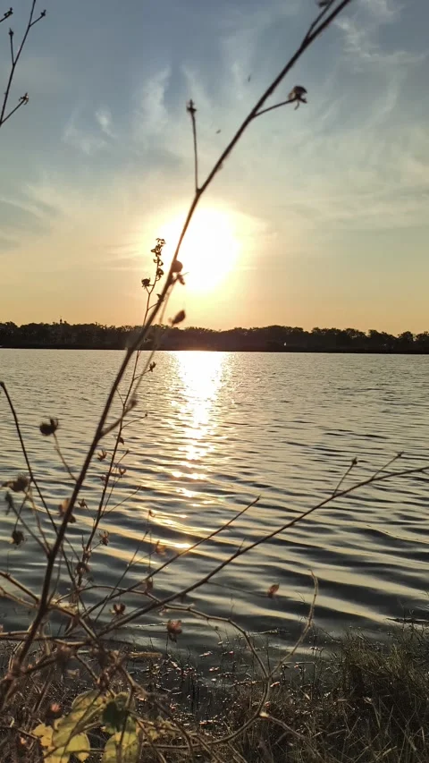 Sunset over Water Vertical View with Silhouetted Grass and Golden Reflection Stock Footage 340489992