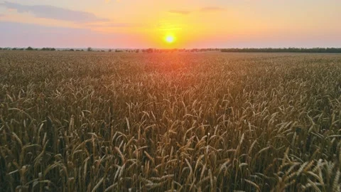 Sunset over a wheat field in 4k Stock Footage 161484499