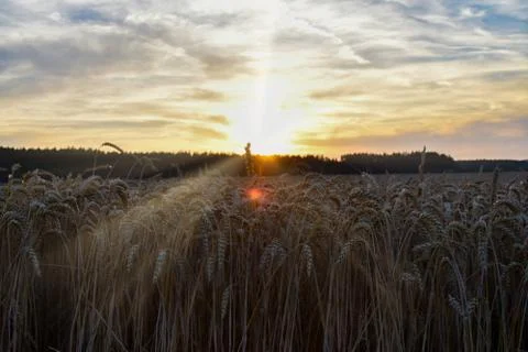 The sunset over the wheat field. Backlight sunlight. Stock Photos