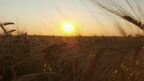 Sunset over a wheat field. Beautiful nature sunset landscape. Stock Footage 157294434
