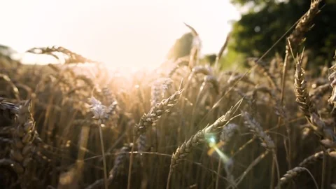 Sunset Over Wheat Field, Closeup Video stock 78134137